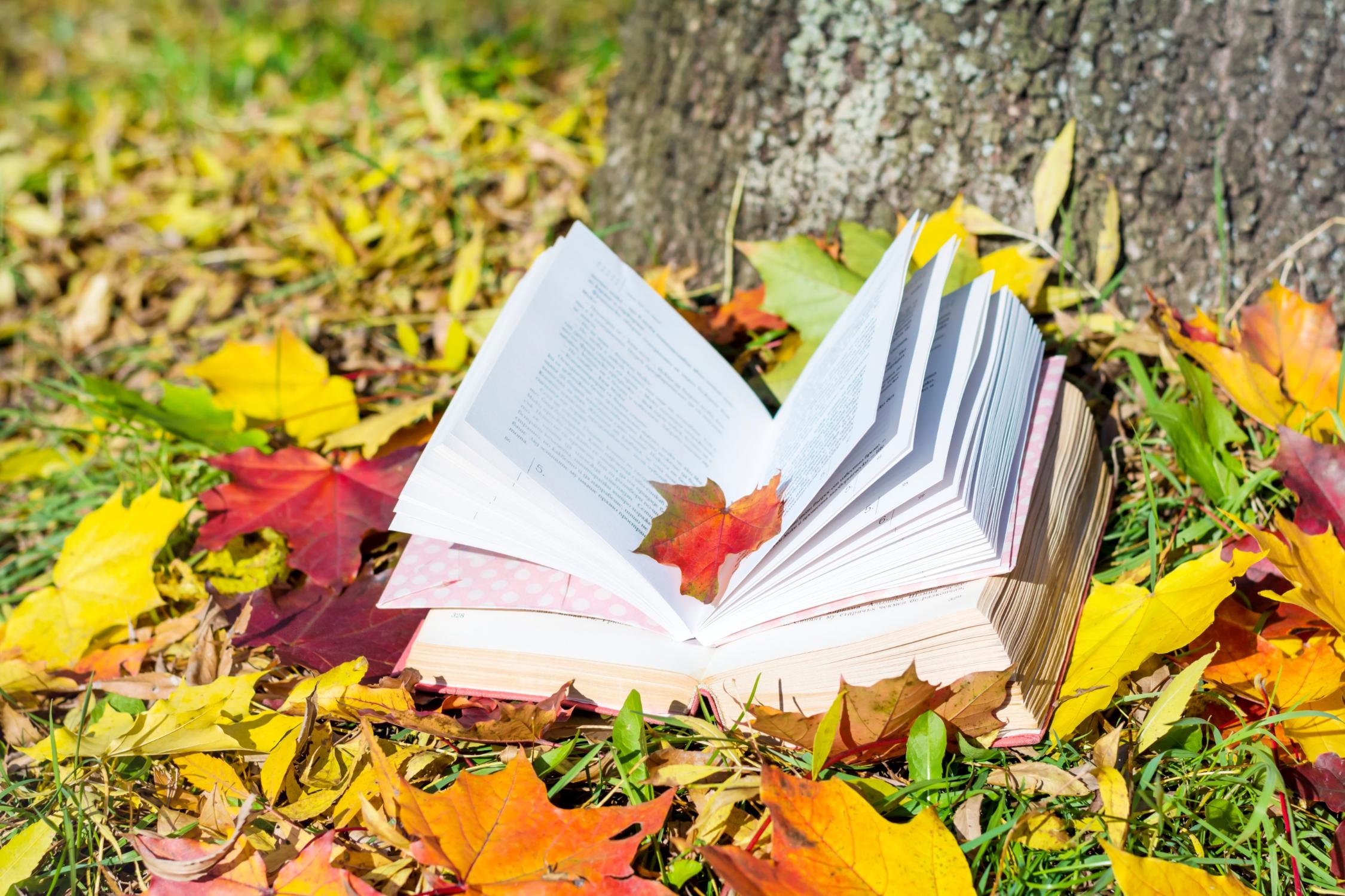 Herbsttagung Büchereien Diözese Regensburg Aufgeschlagenes Buch mit Blätter